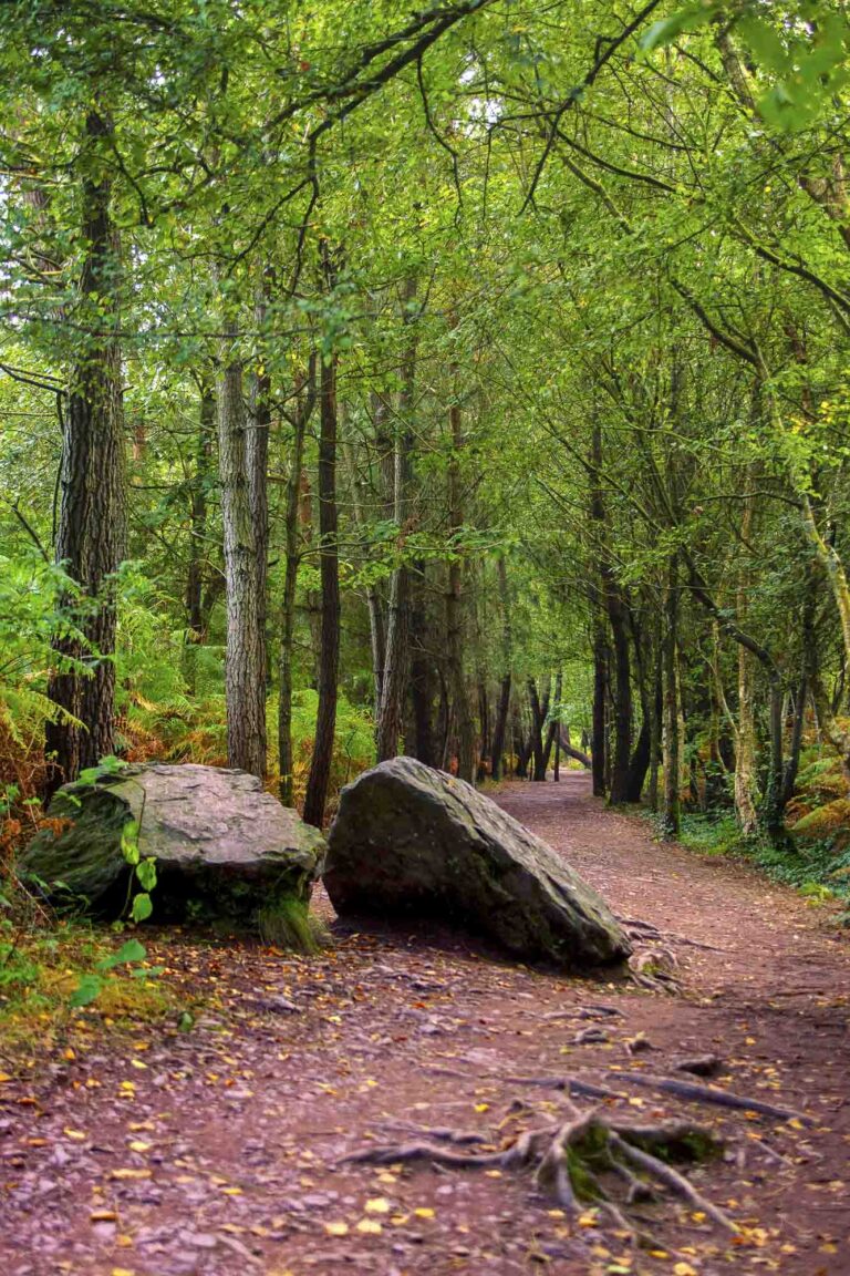 Path in the Paimpont forest, Paimpont, France